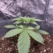 Special Kush #1 - Photoperiodic