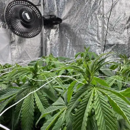 Special Kush #1 - Photoperiodic