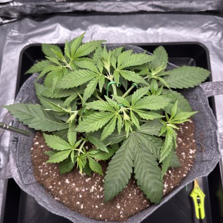 Special Kush #1 - Photoperiodic