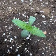 Special Kush #1 - Photoperiodic