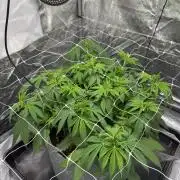 Special Kush #1 - Photoperiodic
