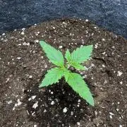 Special Kush #1 - Photoperiodic