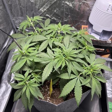 Special Kush #1 - Photoperiodic