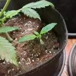 Sweet Skunk - LETS GO