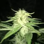 Sour Diesel First Grow 