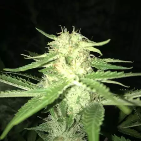 Sour Diesel First Grow 