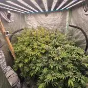 Super Boof / Gorilla Melon / RDWC 2026