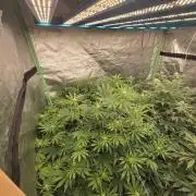 Super Boof / Gorilla Melon / RDWC 2026