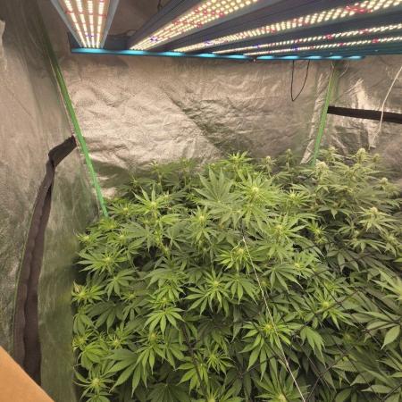 Super Boof / Gorilla Melon / RDWC 2026