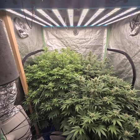 Super Boof / Gorilla Melon / RDWC 2026