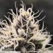 Super Boof / Gorilla Melon / RDWC 2026