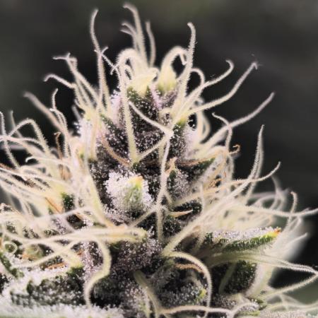Super Boof / Gorilla Melon / RDWC 2026