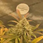 Seedsman