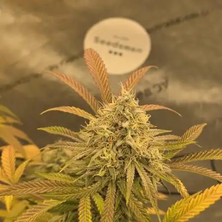 Seedsman