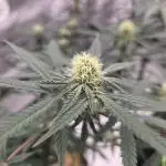 Seedsman