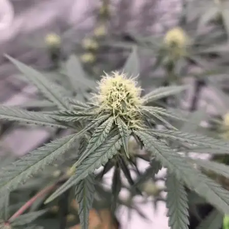 Seedsman