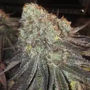 Purple Oreoz by Seedsman