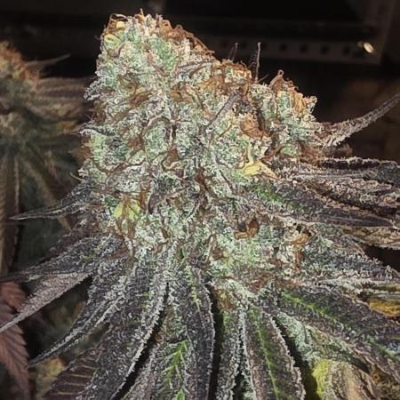Purple Oreoz by Seedsman