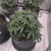 Blueberry by Dutch Passion