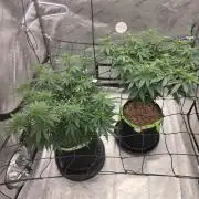 Sugar haze by seedsman