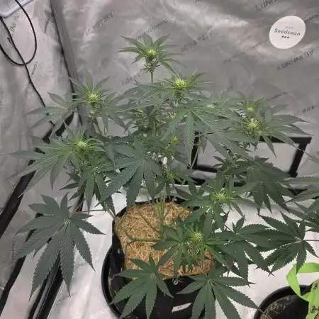 Seedsman