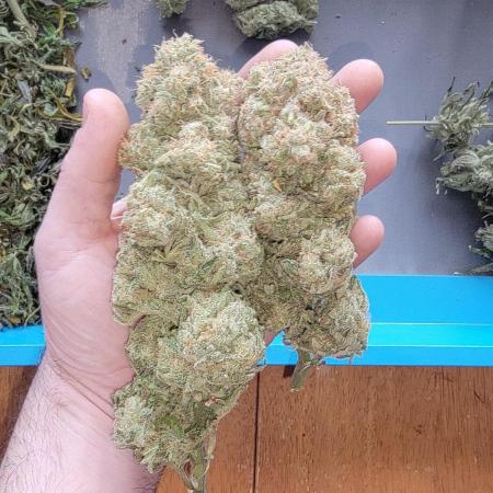 Black Sugar
