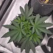 Blueberry by Dutch Passion
