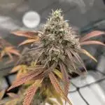 Seedsman