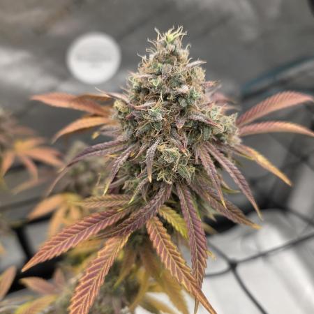 Seedsman