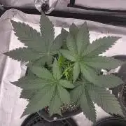Jelly Cake
