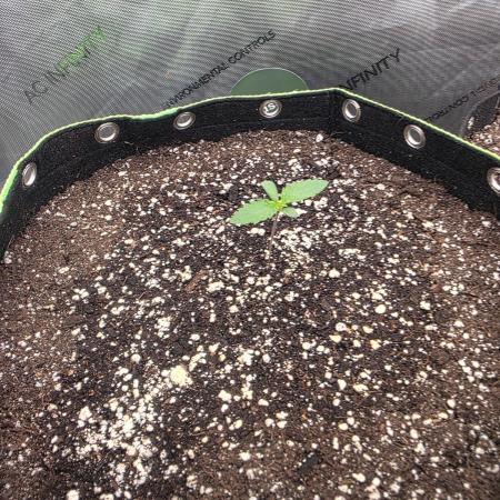 Sugar haze by seedsman