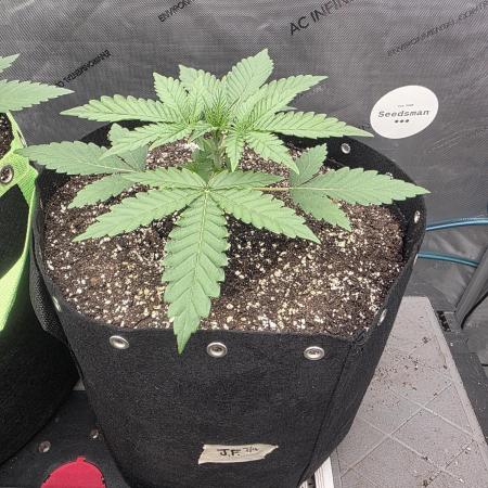 Seedsman