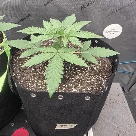 Seedsman