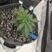 Girl Scout Cookies