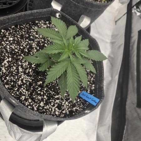Girl Scout Cookies