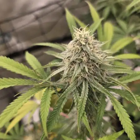 Seedsman