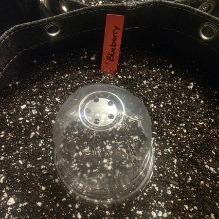 Blueberry by Dutch Passion