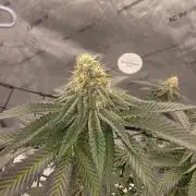 Purple Oreoz by Seedsman