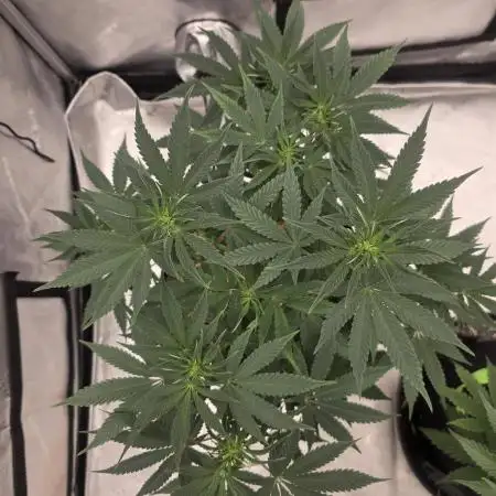 Seedsman