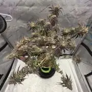 Purple Oreoz by Seedsman