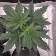 Girl Scout Cookies