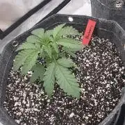 Blueberry by Dutch Passion