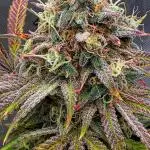 Seedsman
