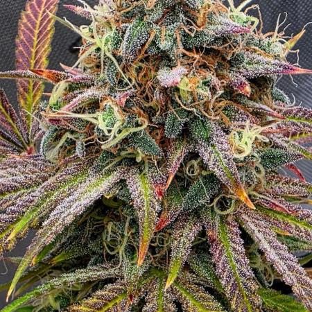 Seedsman