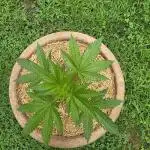 Seedsman
