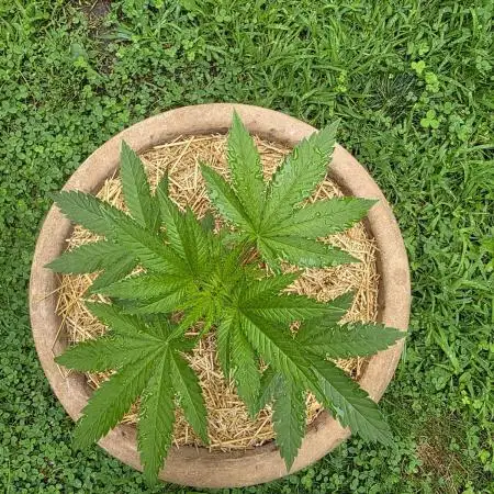Seedsman