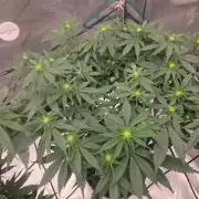 Purple Oreoz by Seedsman
