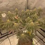 Purple Oreoz by Seedsman