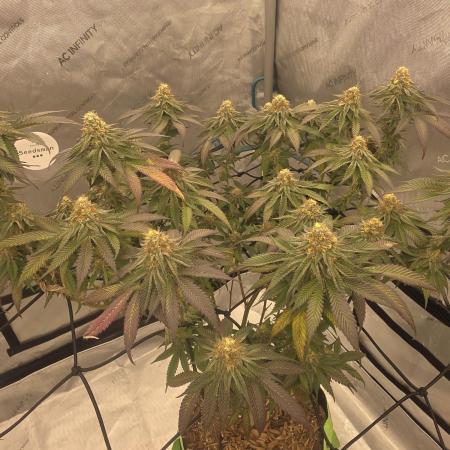 Purple Oreoz by Seedsman