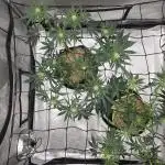 Seedsman
